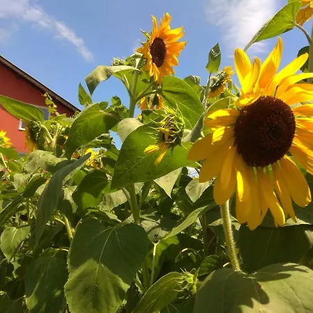 Vendégház Sunflowers