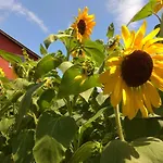 Konukevi Sunflowers