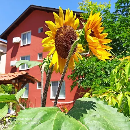 Sunflowers 3* Pomorie
