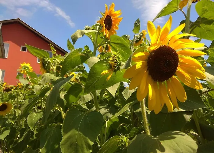 Casa de hóspedes Sunflowers